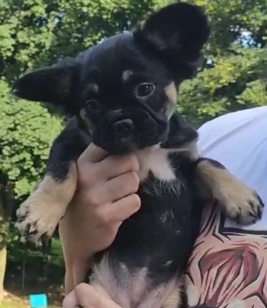 Fluffy and fluffy carriers French bulldog puppies