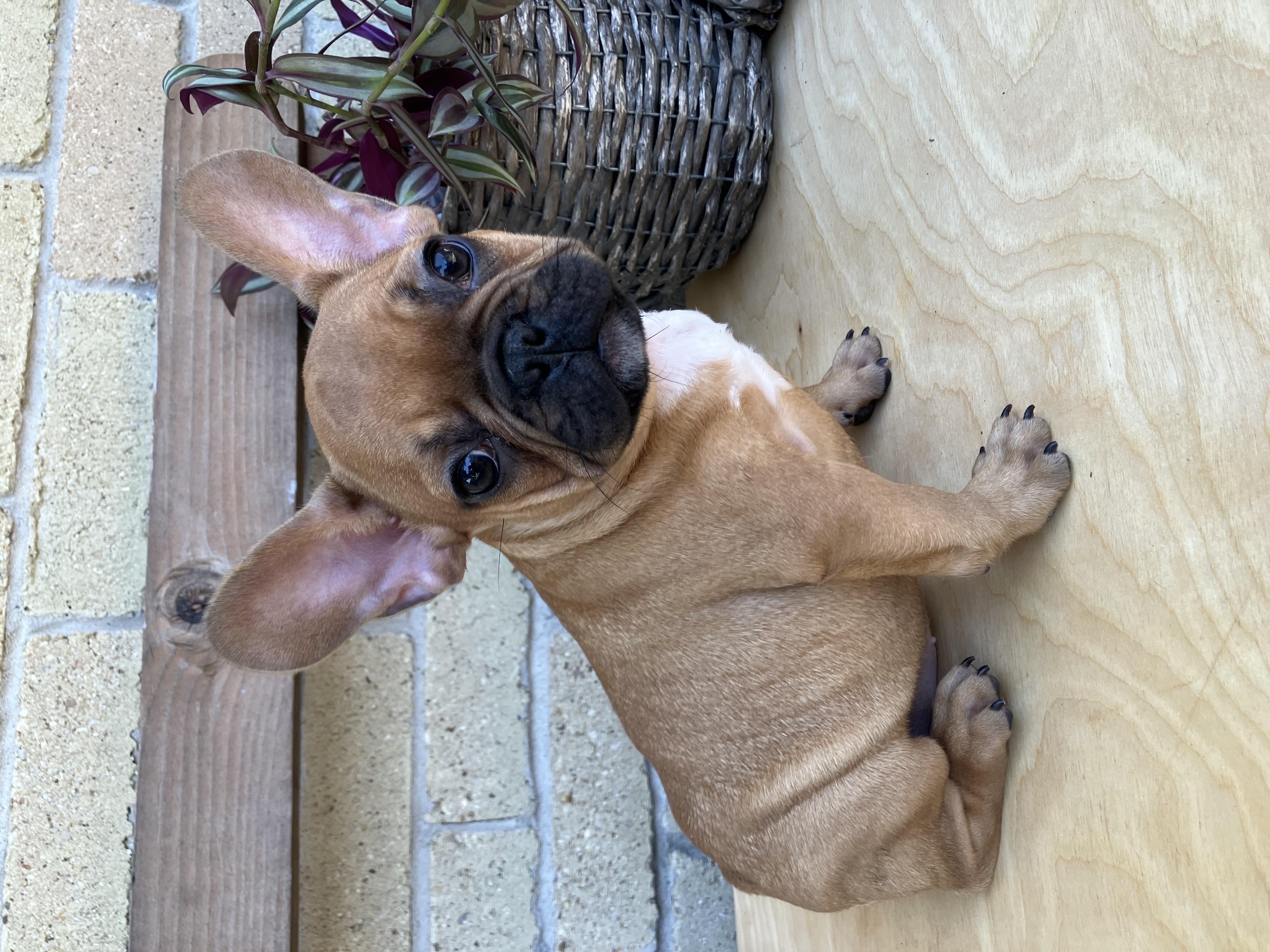 Frenchie Puppies!