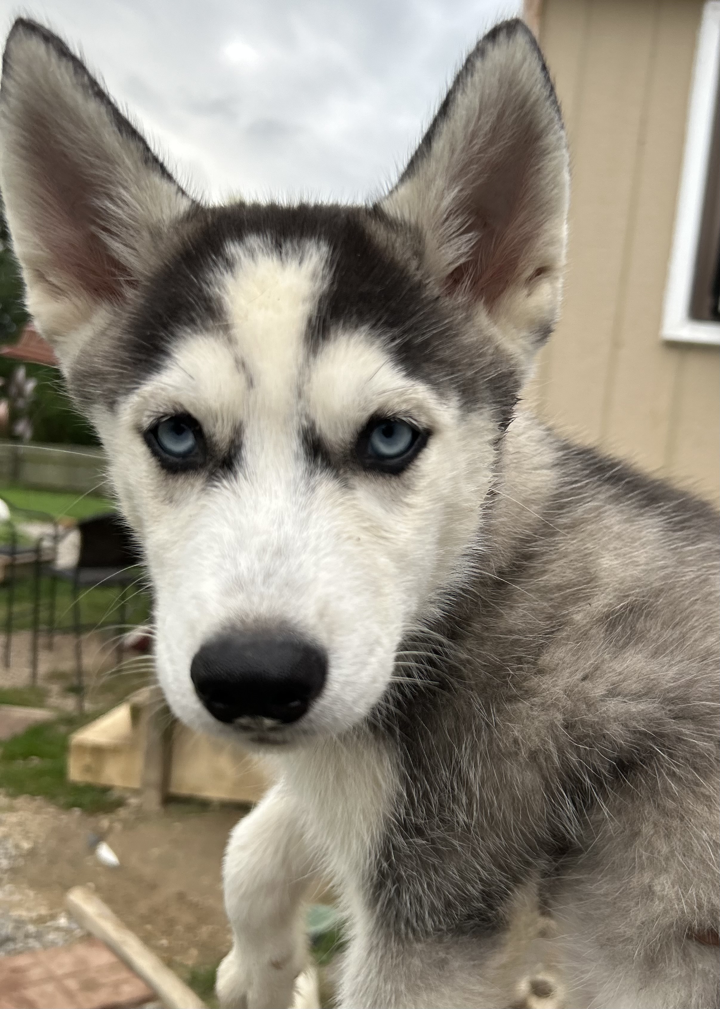 AKC Siberian Husky Puppies