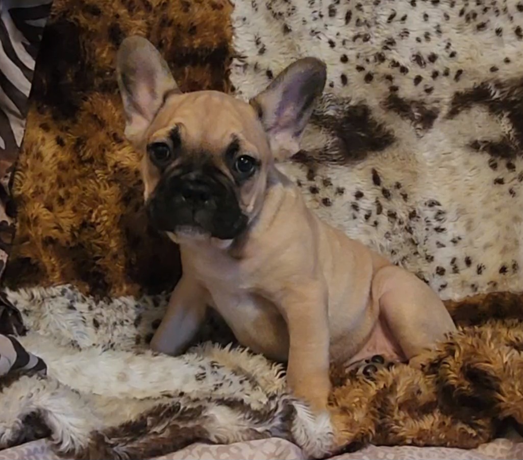 French bulldog puppies