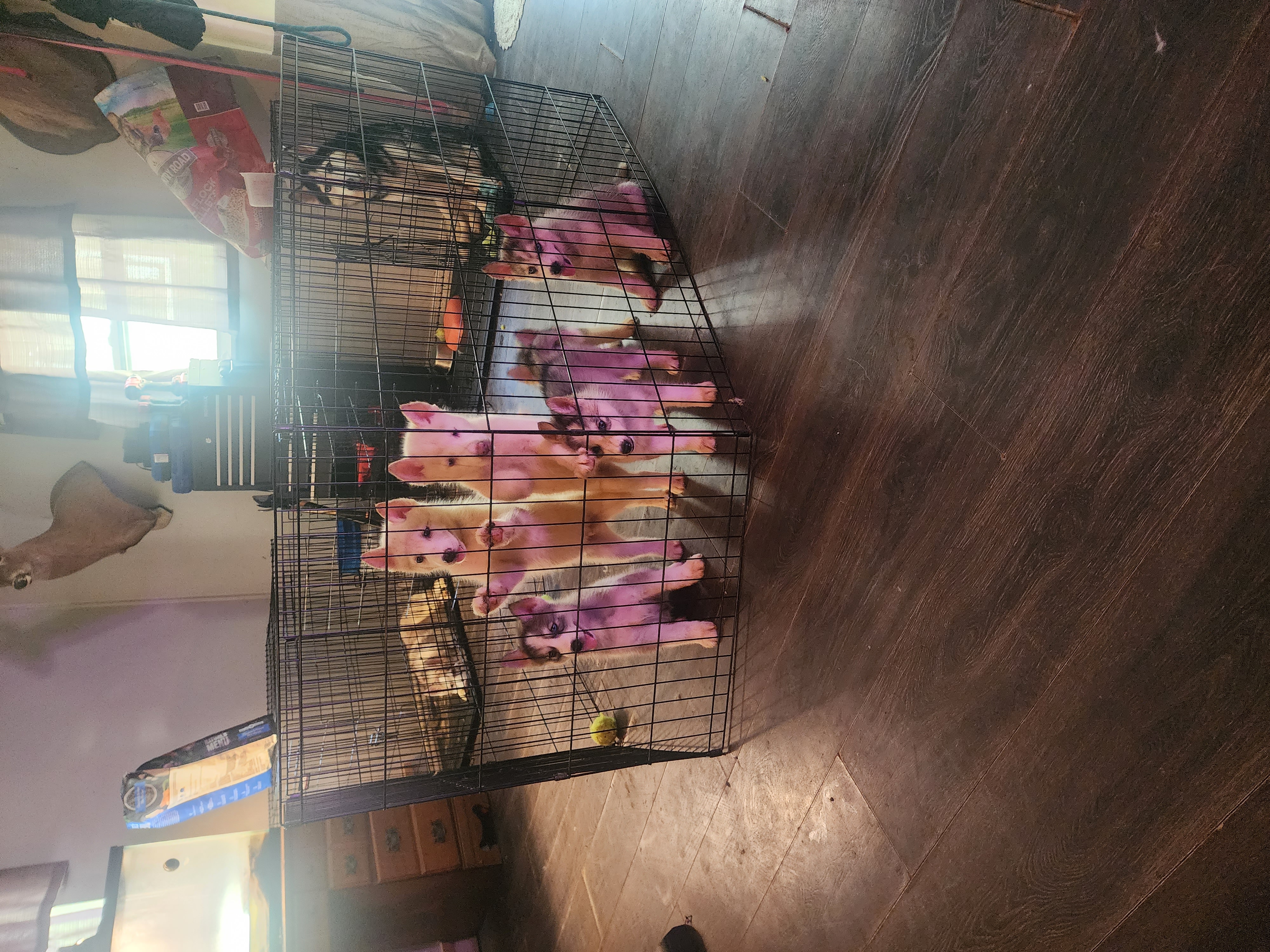 Puppies need good homes