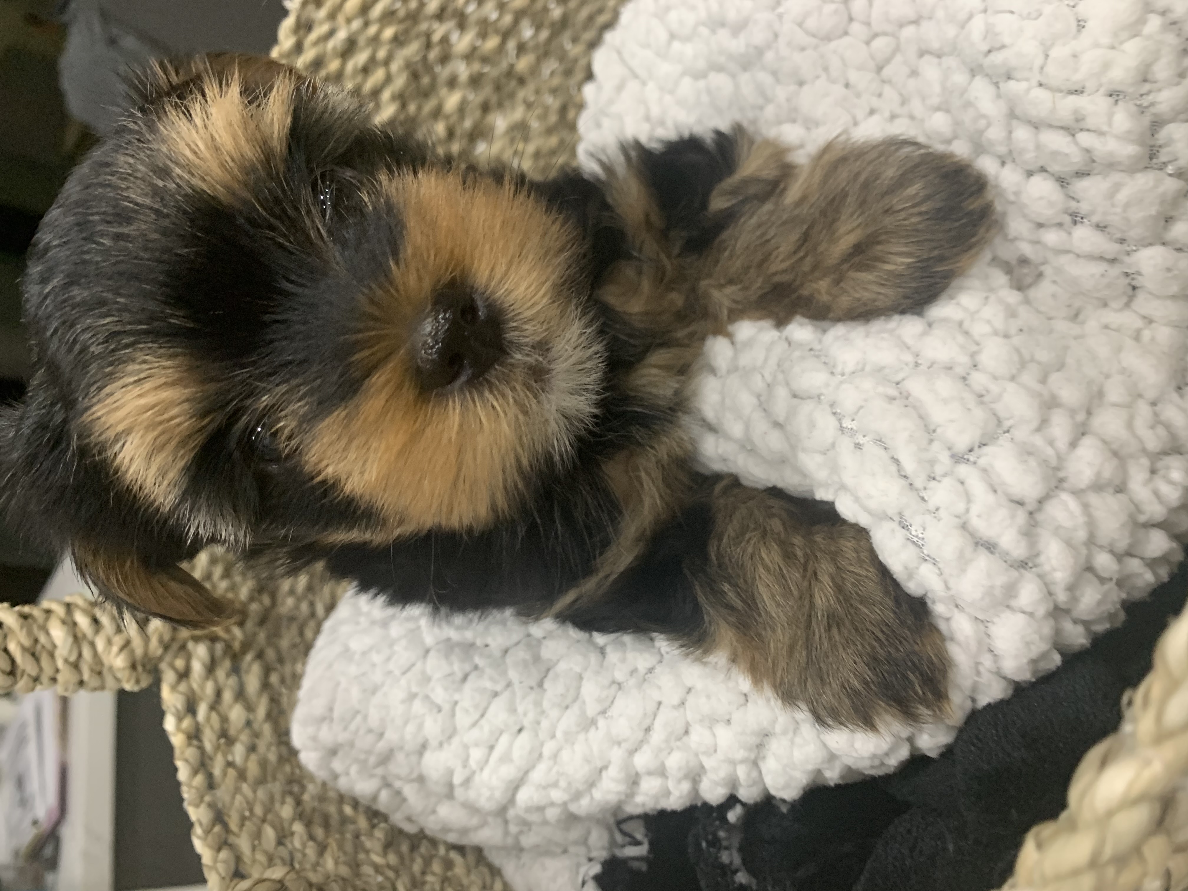 YorkieLove