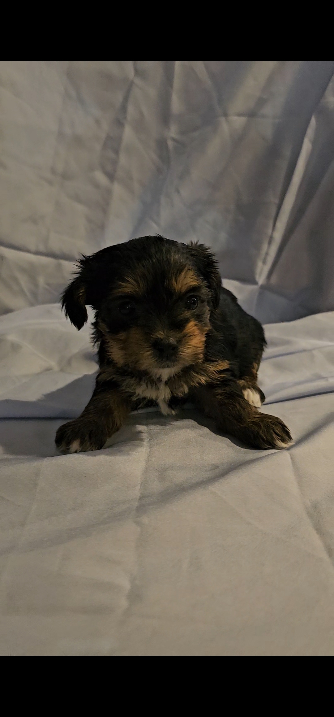 Yorkie puppies