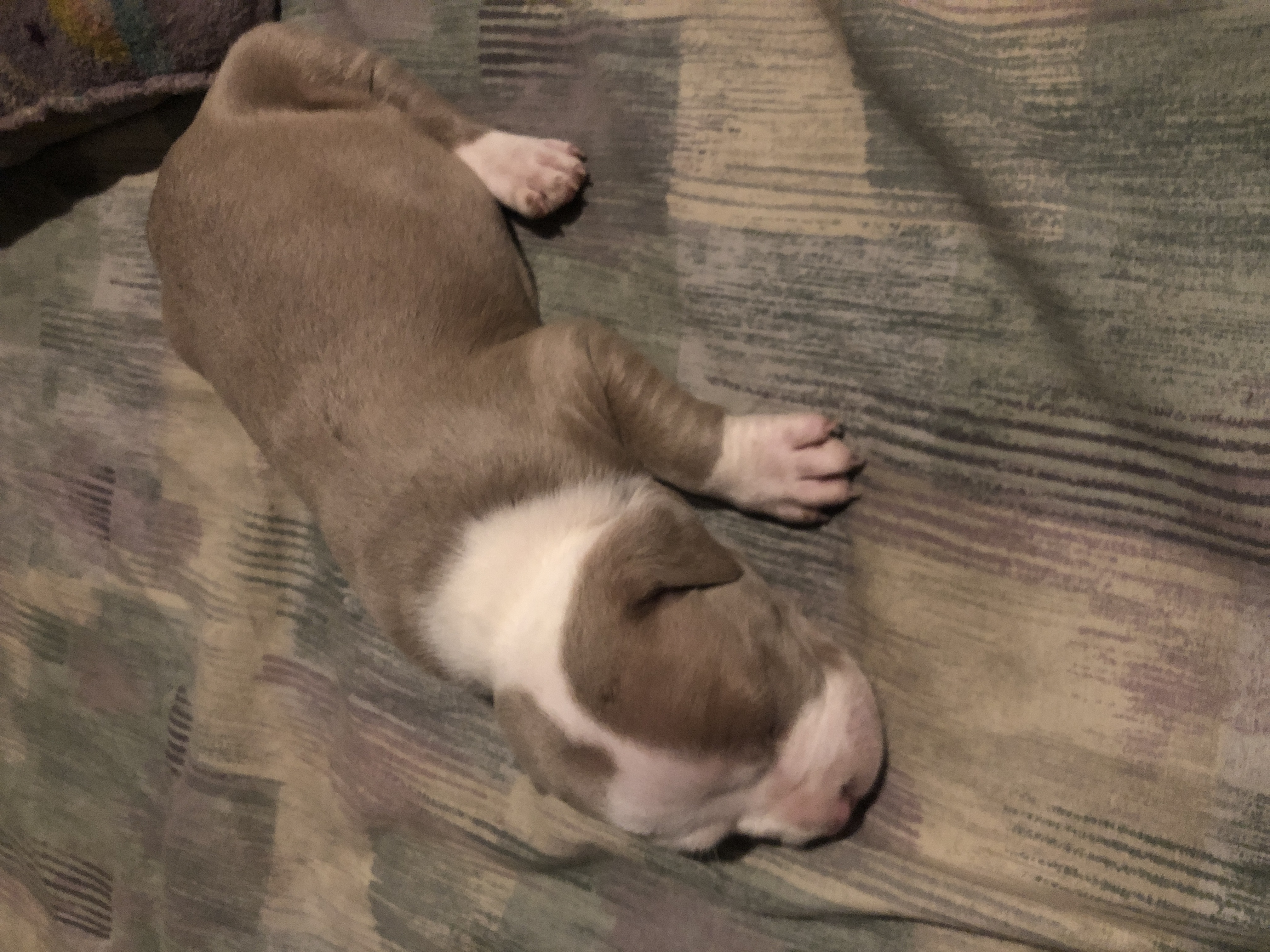 Hi we need a home