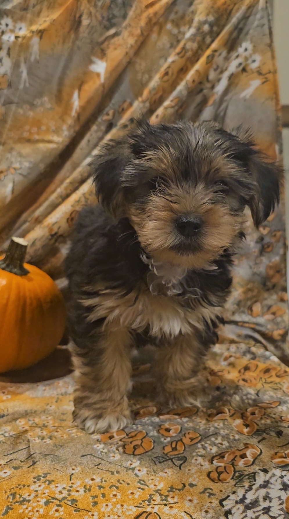 Registered Yorkie puppies sweet and lovable