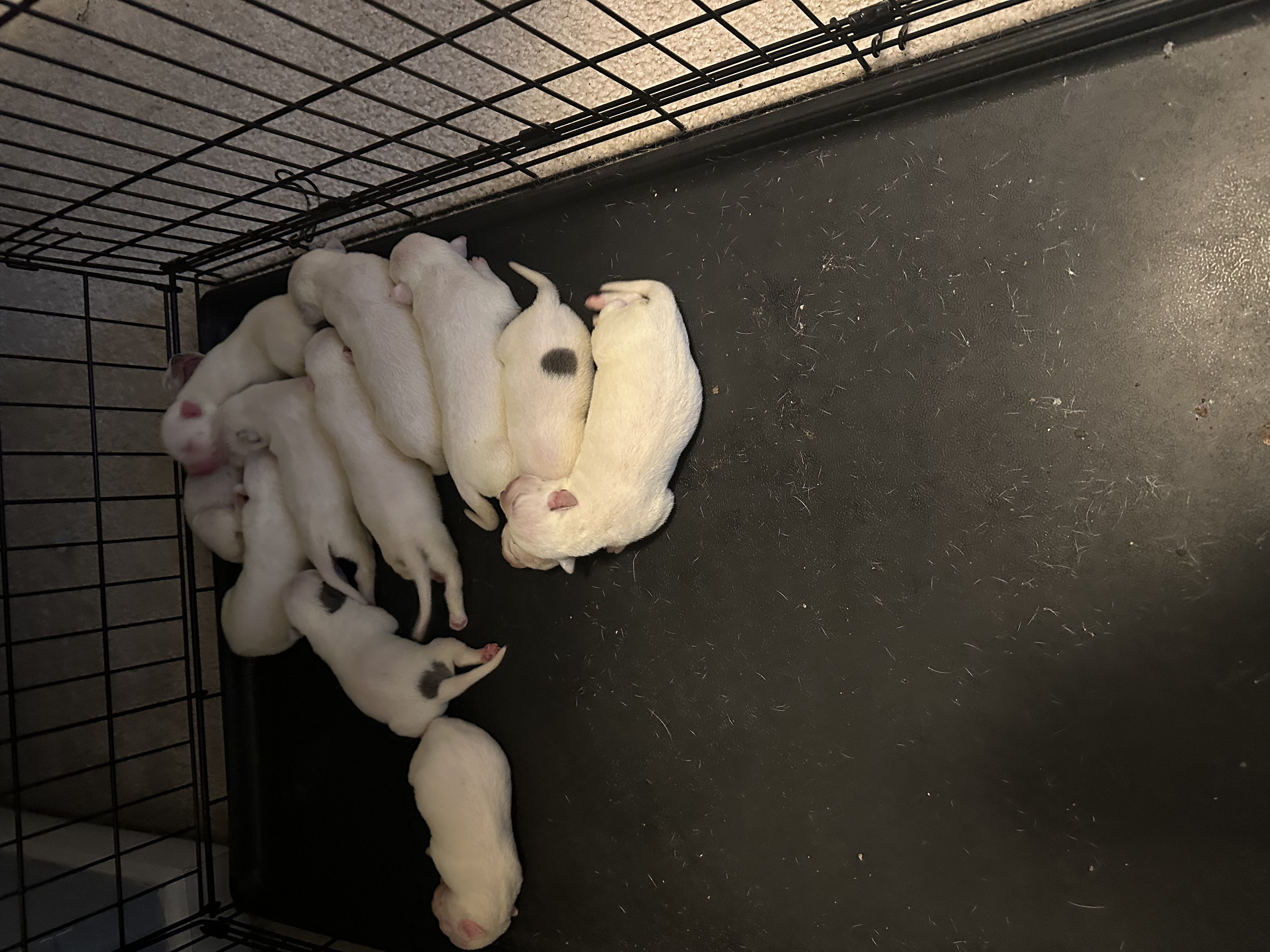 New Born Pups 4 sale born Nov 28th