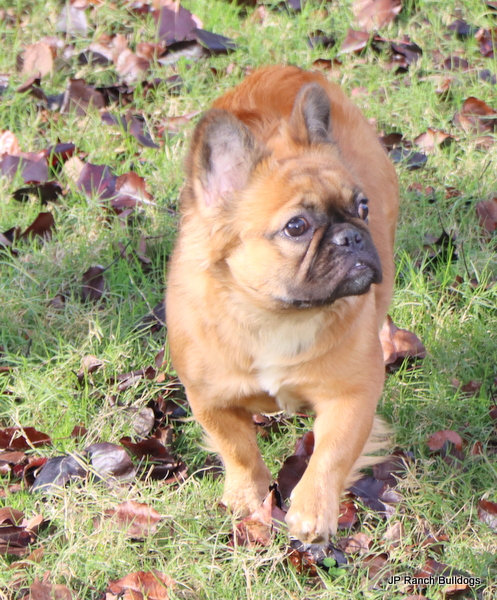 AKC French Bulldog females in Texas