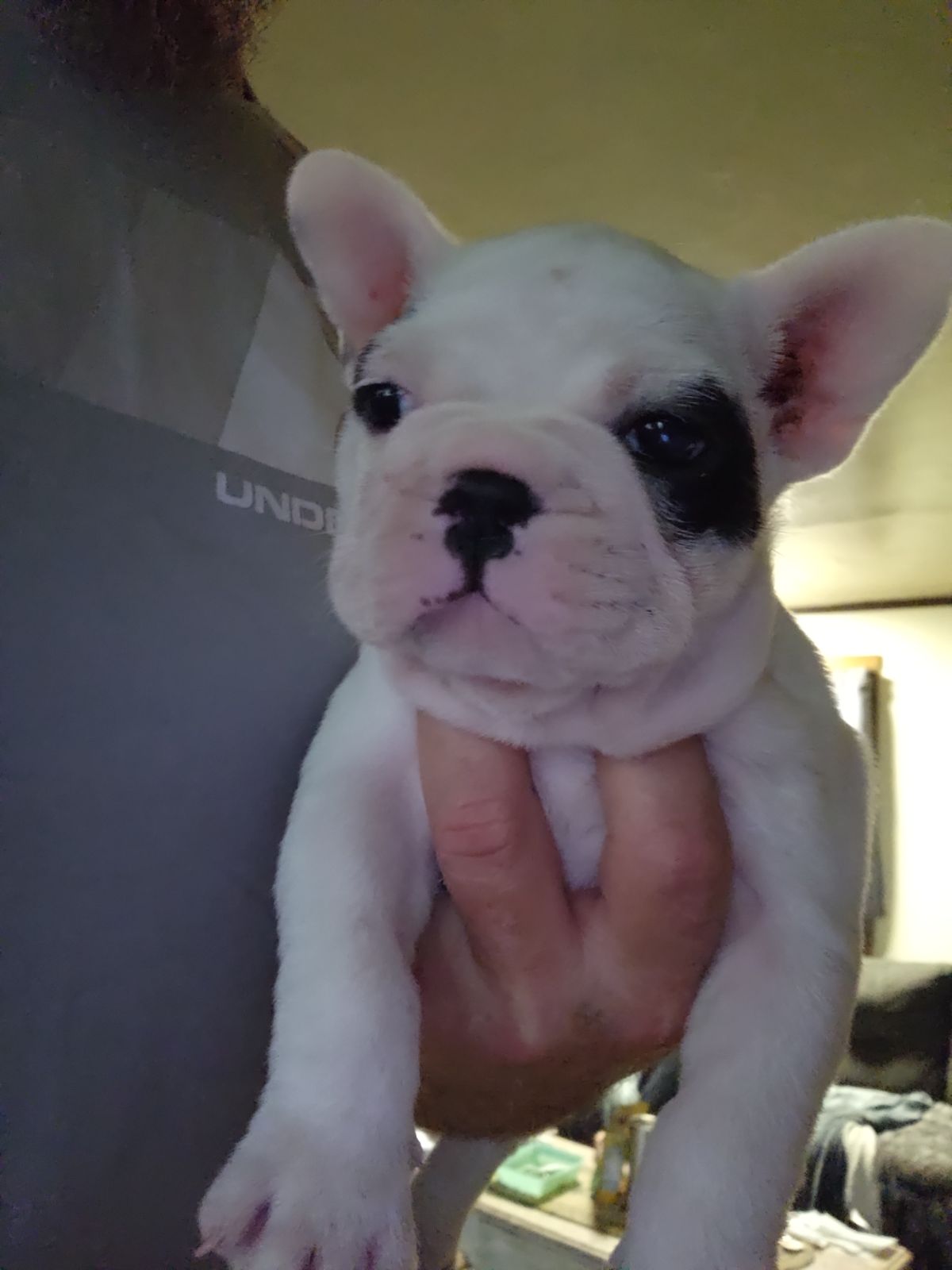 AKC French Bulldogs