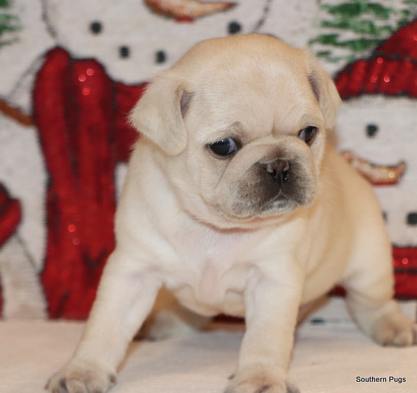 AKC Pug Puppies in Texas