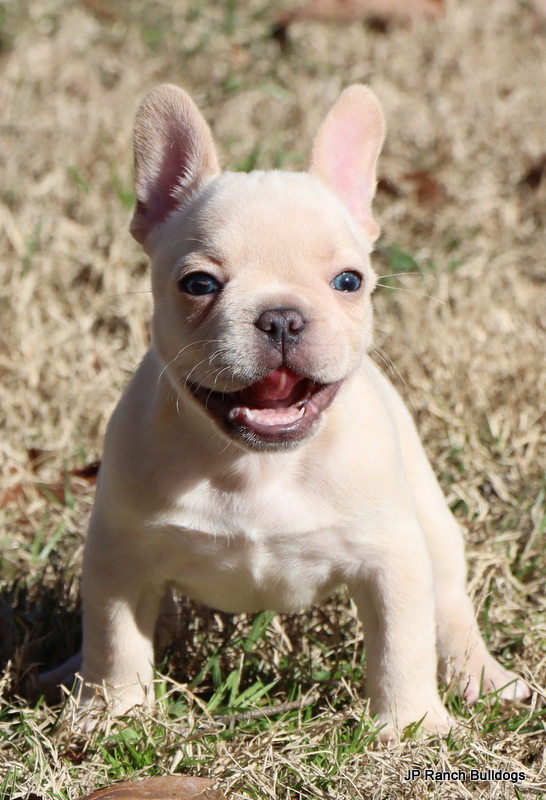 AKC French Bulldog puppies in Texas