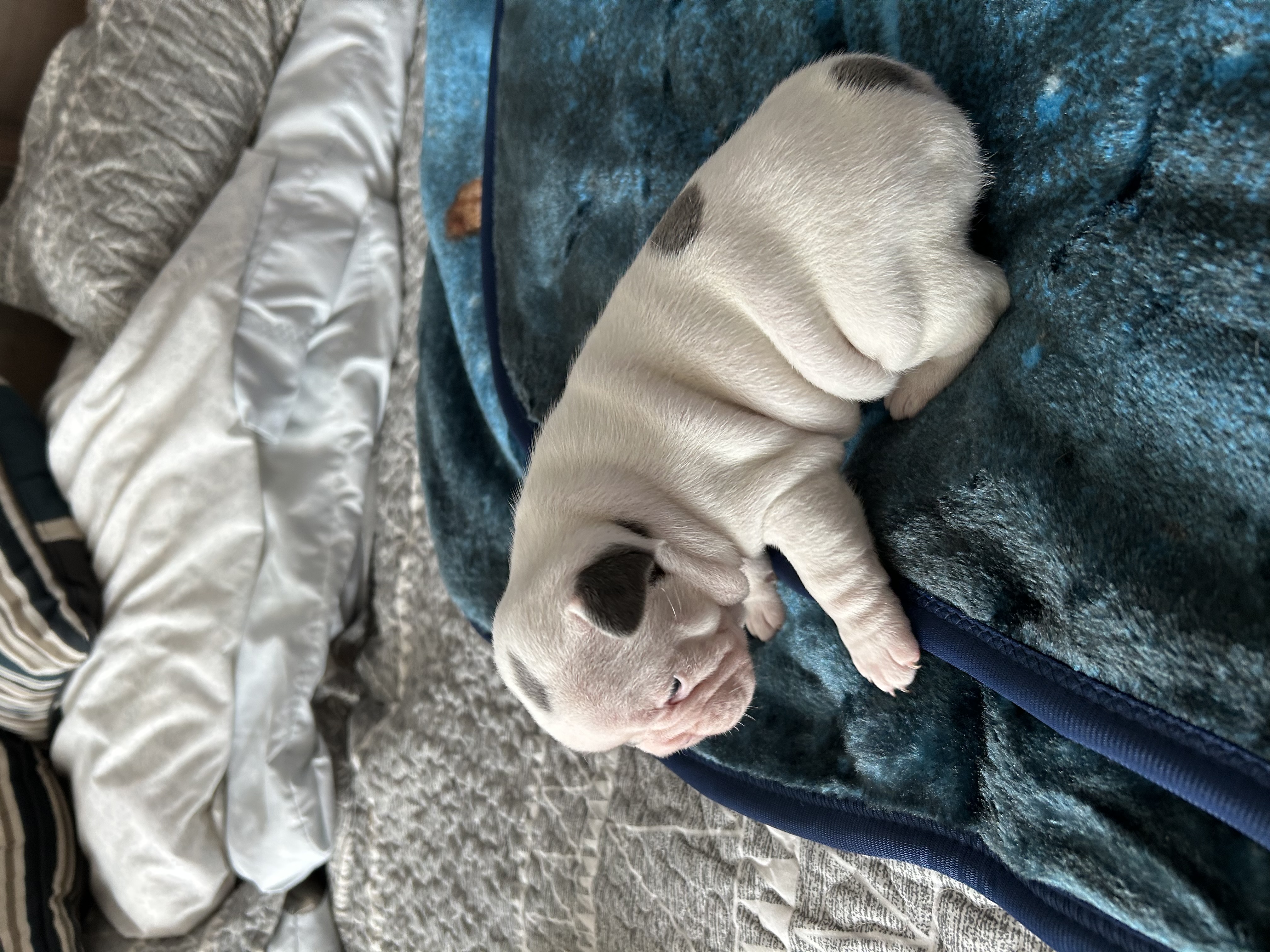French bull dog puppies