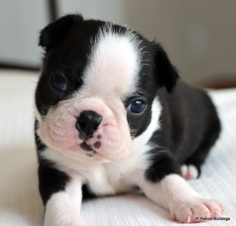 AKC Boston Terrier Puppies