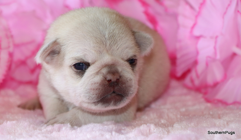 AKC Health Tested Pug Puppies in Texas