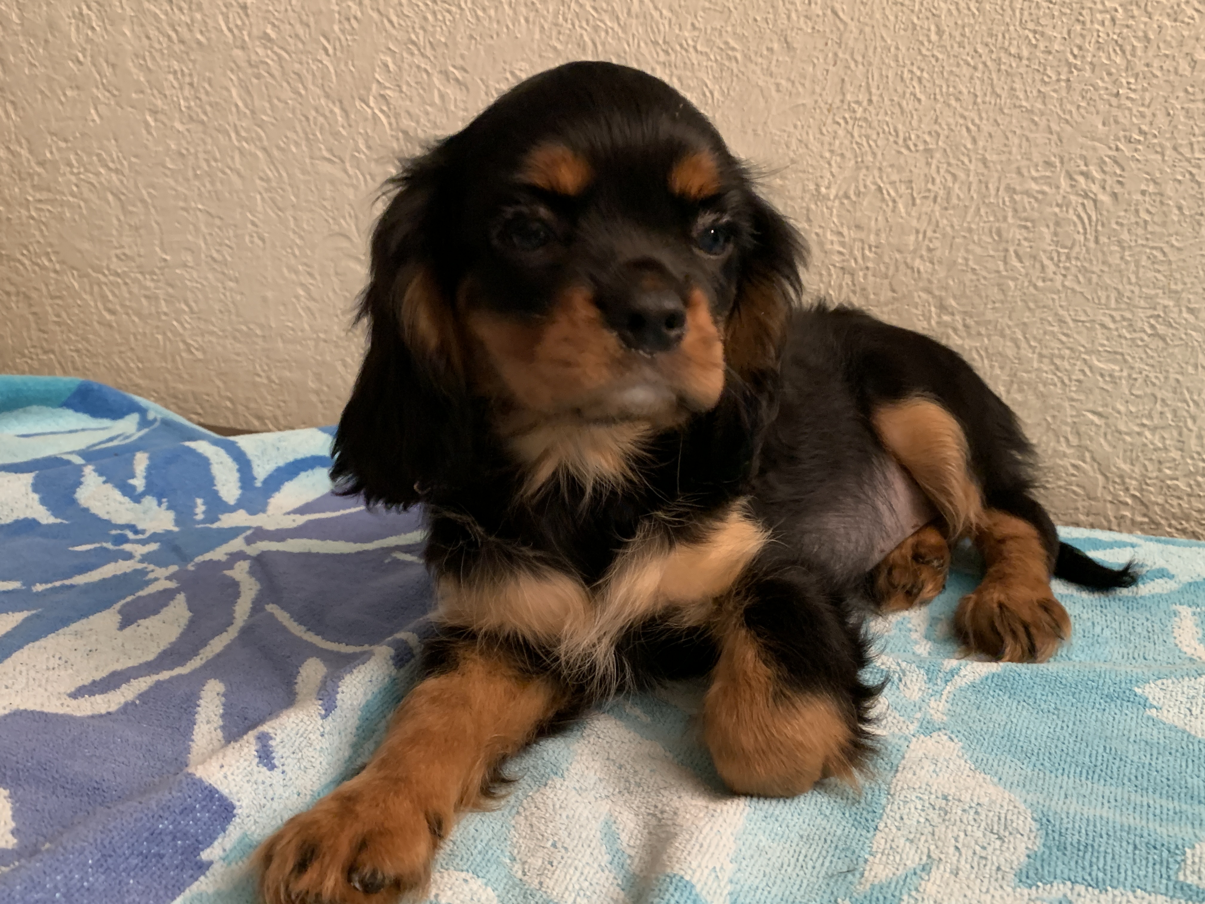 Cavalier King Charles AKC Puppies