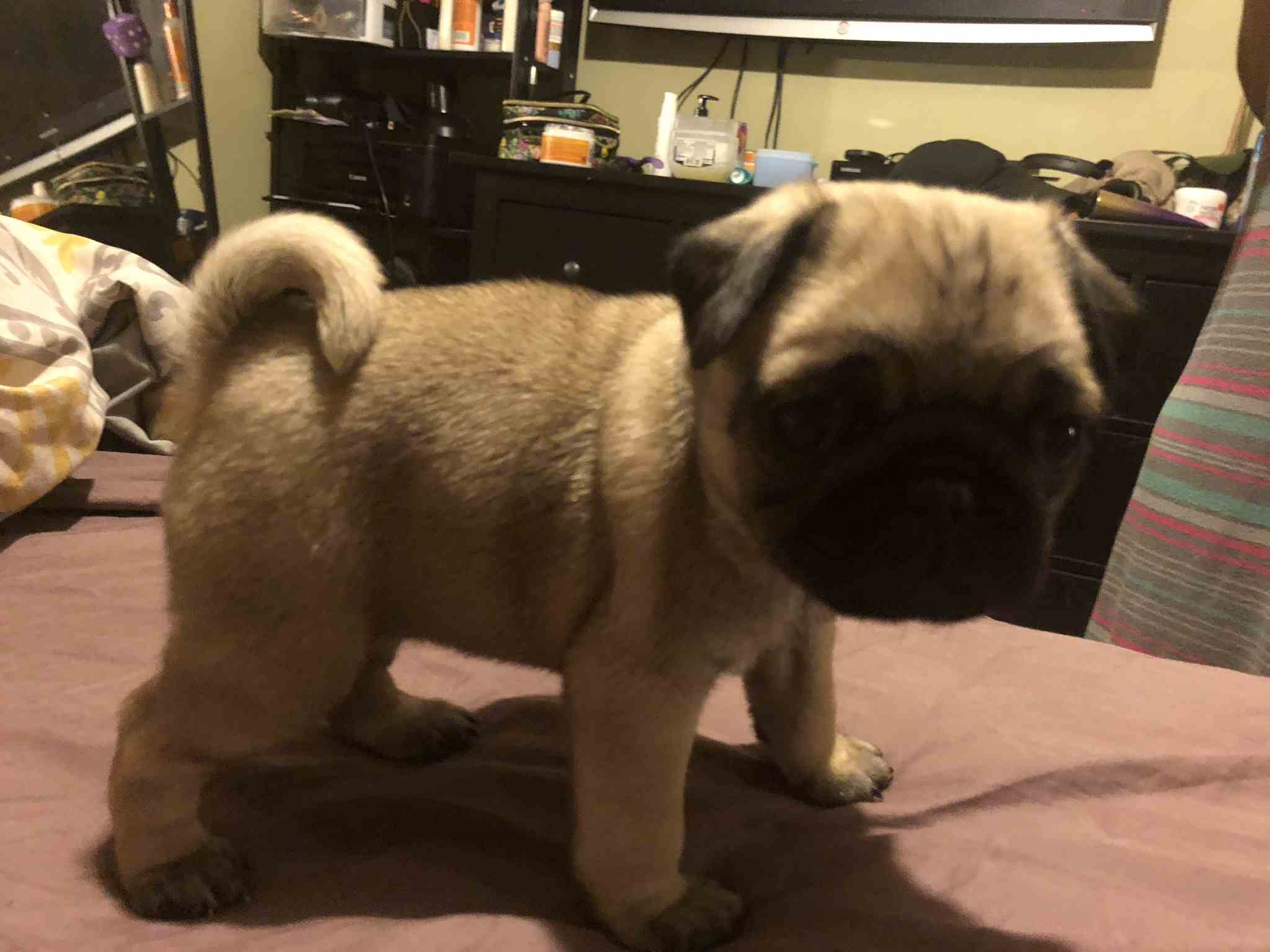 Sell Puppies Online 🐶 Puppies Near You for Sale Pawbe 🐾