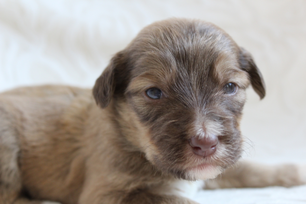 Sell Puppies Online 🐶 - Puppies Near You for Sale | Pawbe 🐾