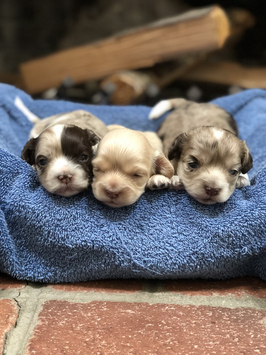 Sell Puppies Online 🐶 Puppies Near You for Sale Pawbe 🐾