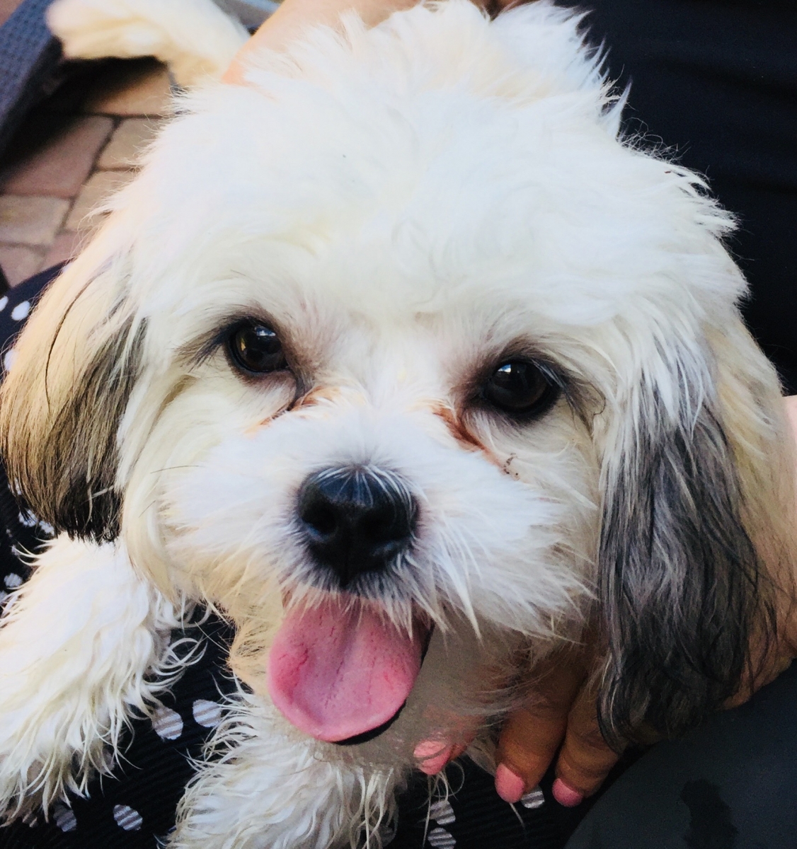 Sell Puppies Online 🐶 - Puppies Near You for Sale | Pawbe 🐾