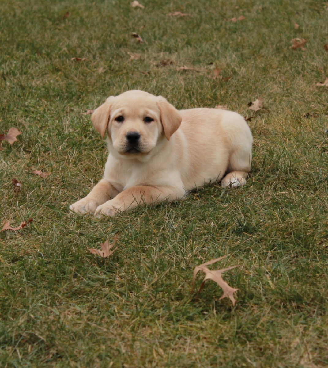 Sell Puppies Online 🐶 - Puppies Near You for Sale | Pawbe 🐾