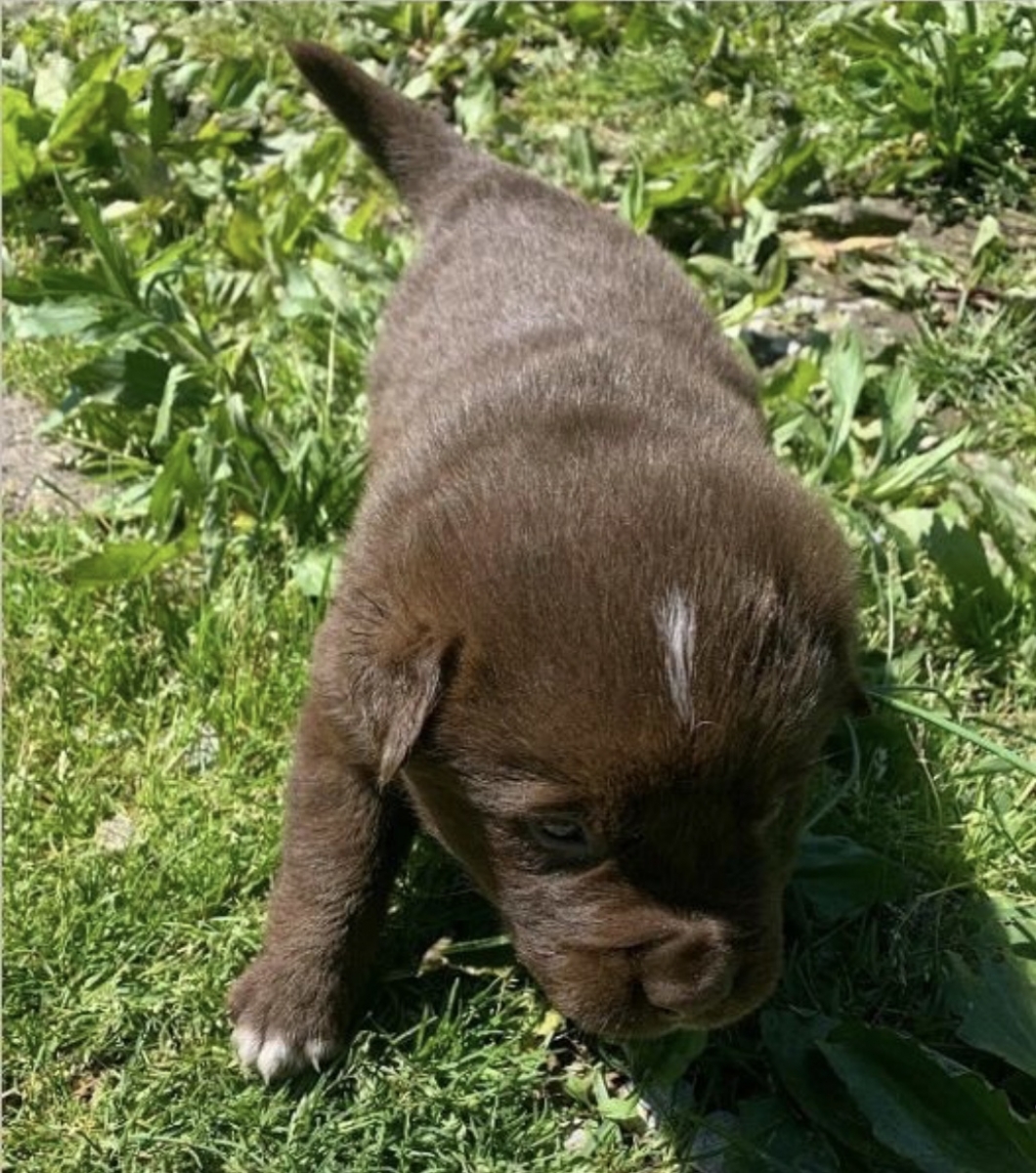 Sell Puppies Online 🐶 - Puppies Near You for Sale | Pawbe 🐾