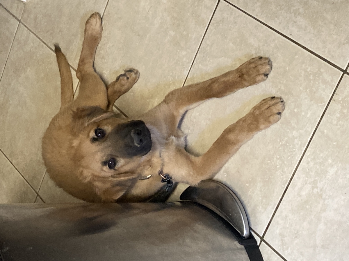 Sell Puppies Online 🐶 - Puppies Near You for Sale | Pawbe 🐾