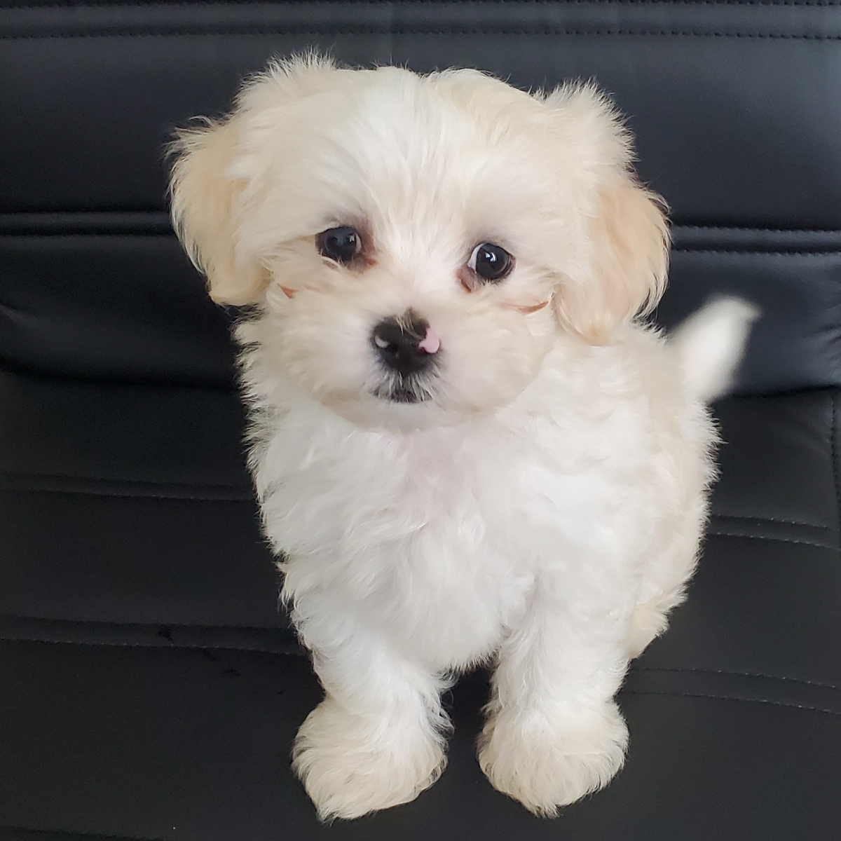 Sell Puppies Online 🐶 - Puppies Near You for Sale | Pawbe