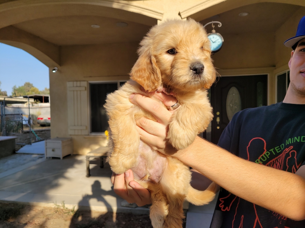 Sell Puppies Online 🐶 Puppies Near You for Sale Pawbe 🐾