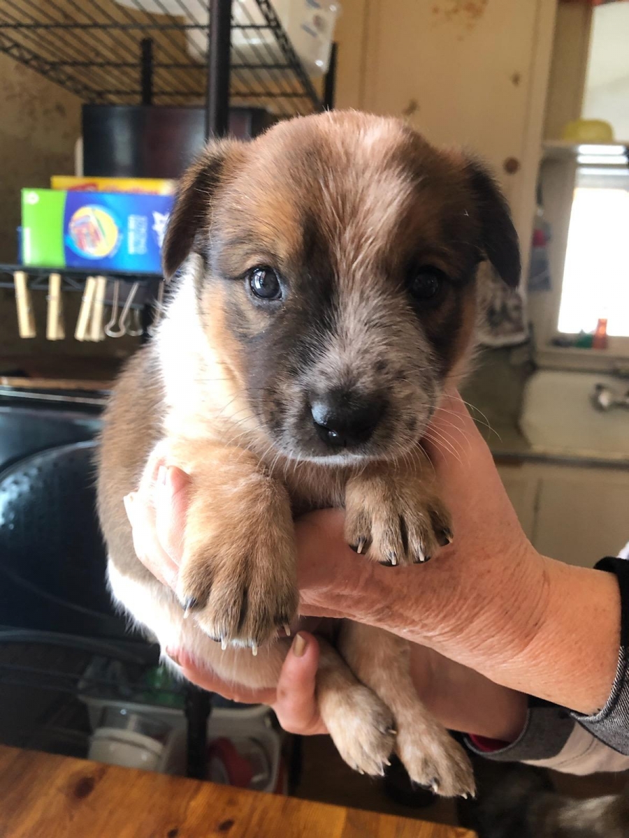 Sell Puppies Online 🐶 Puppies Near You for Sale Pawbe 🐾