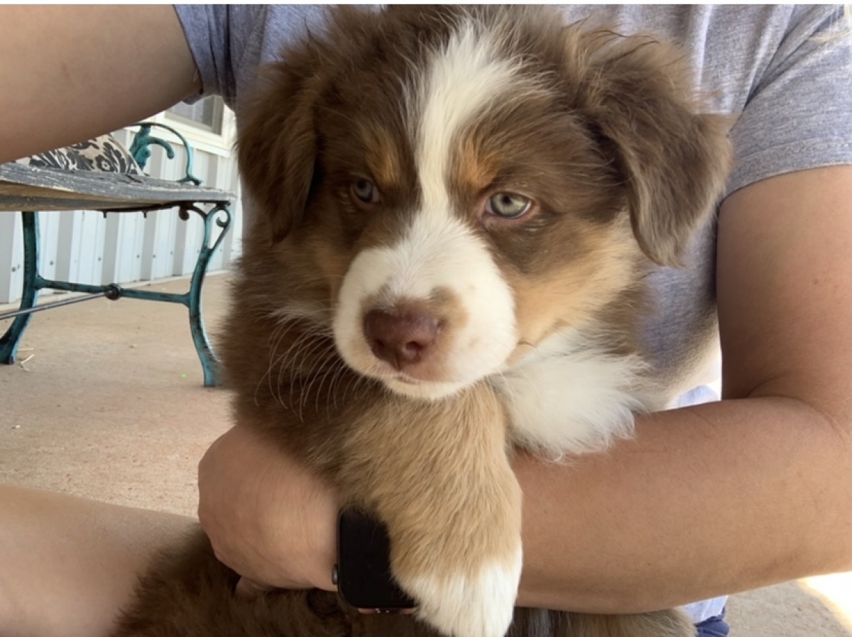 Sell Puppies Online 🐶 Puppies Near You for Sale Pawbe 🐾