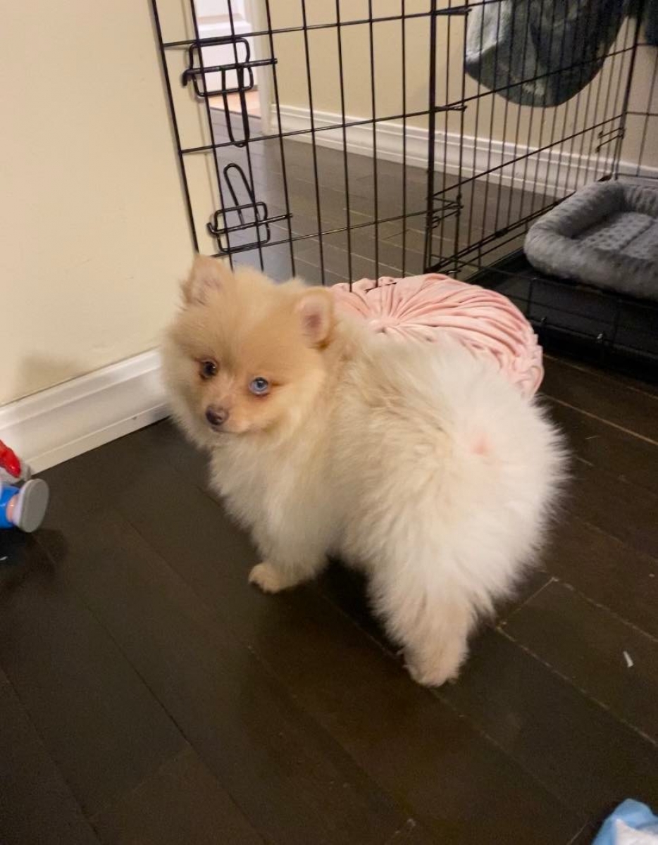 Sell Puppies Online 🐶 Puppies Near You for Sale Pawbe 🐾