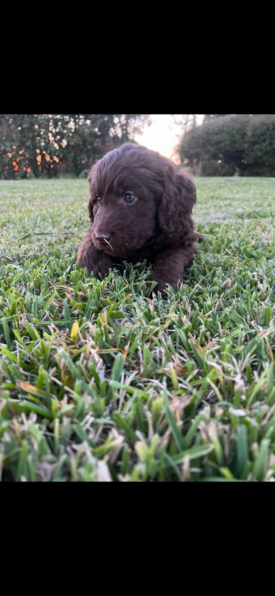 Sell Puppies Online 🐶 Puppies Near You for Sale Pawbe 🐾