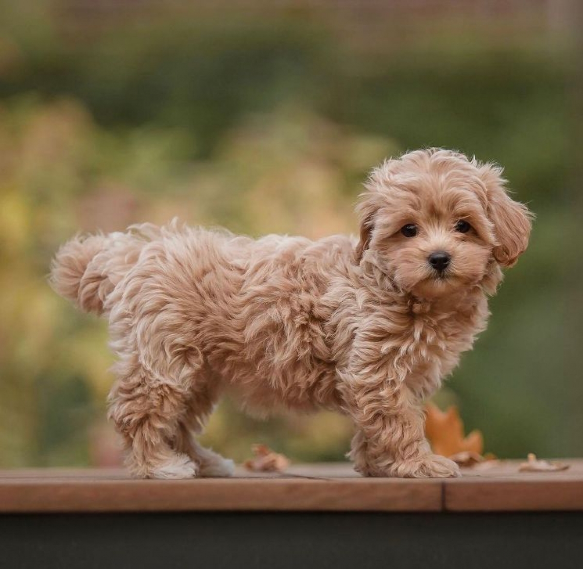 Sell Puppies Online 🐶 Puppies Near You for Sale Pawbe 🐾