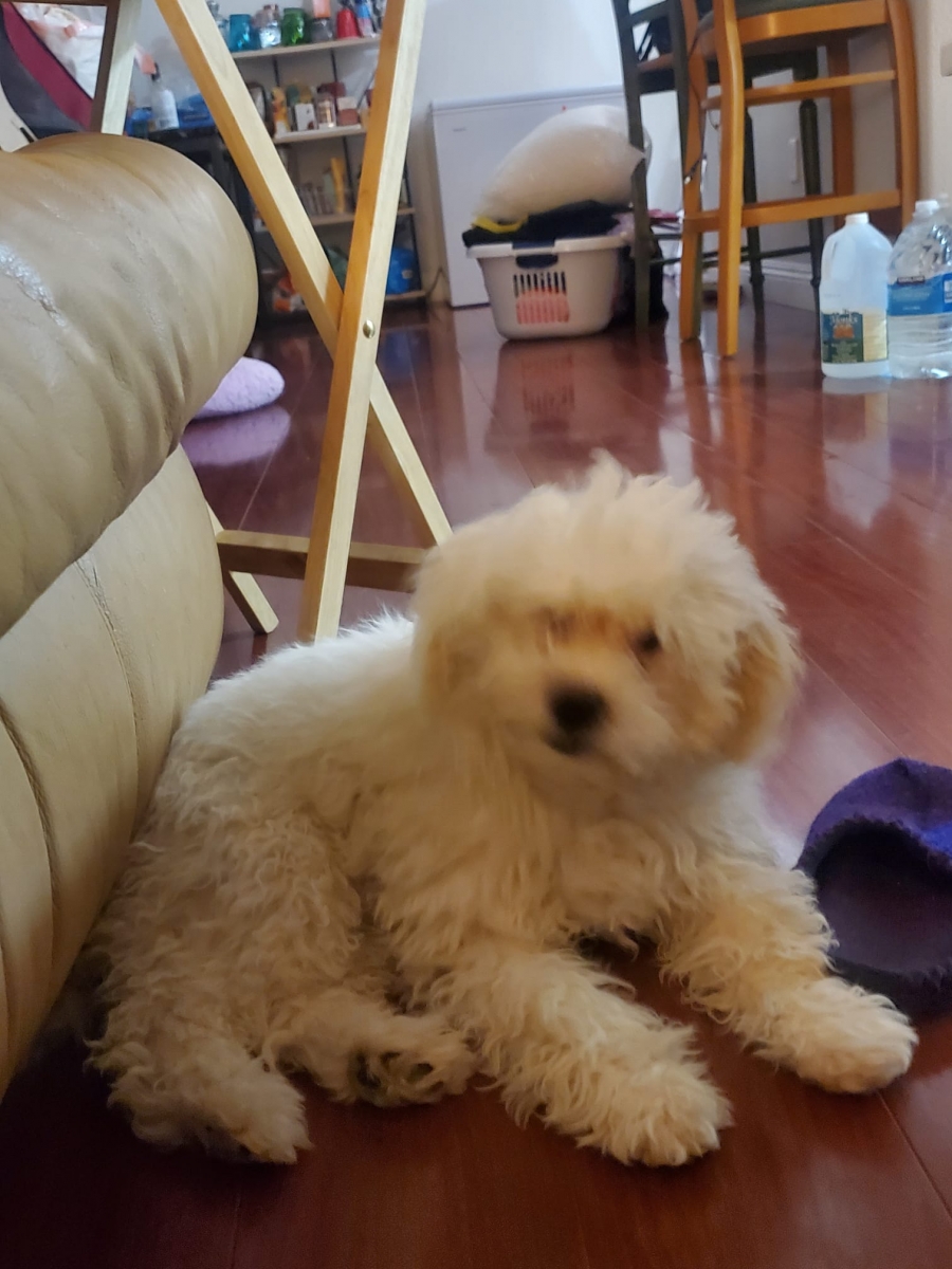 Sell Puppies Online 🐶 Puppies Near You for Sale Pawbe 🐾