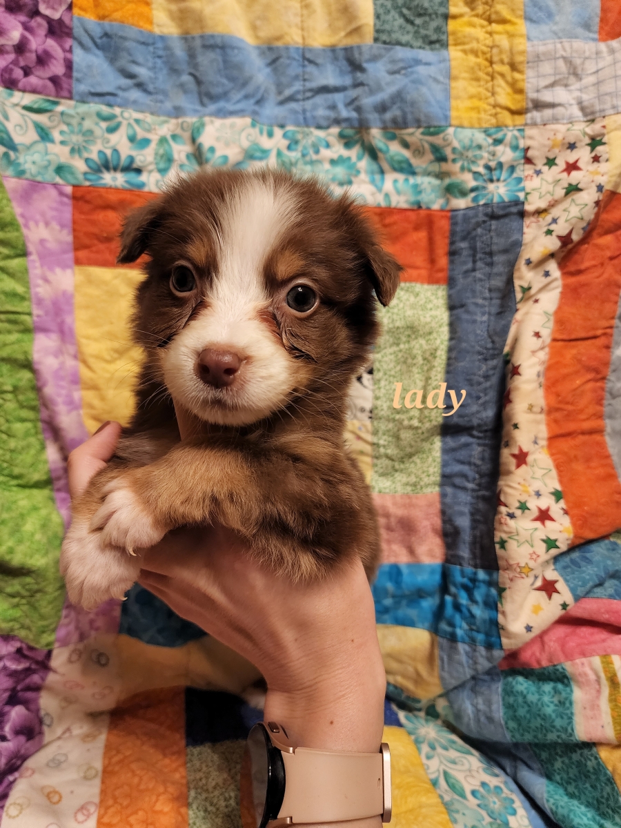 Sell Puppies Online 🐶 Puppies Near You for Sale Pawbe 🐾