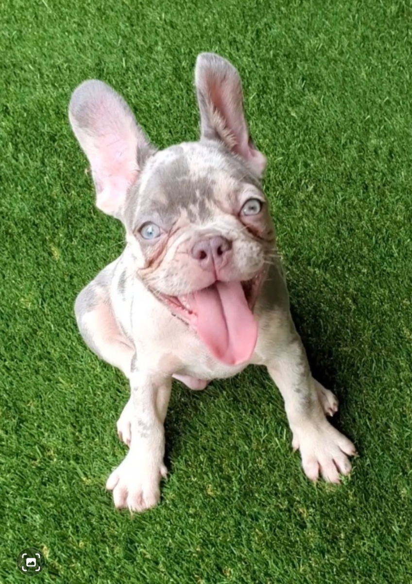 Sell Puppies Online 🐶 Puppies Near You for Sale Pawbe 🐾