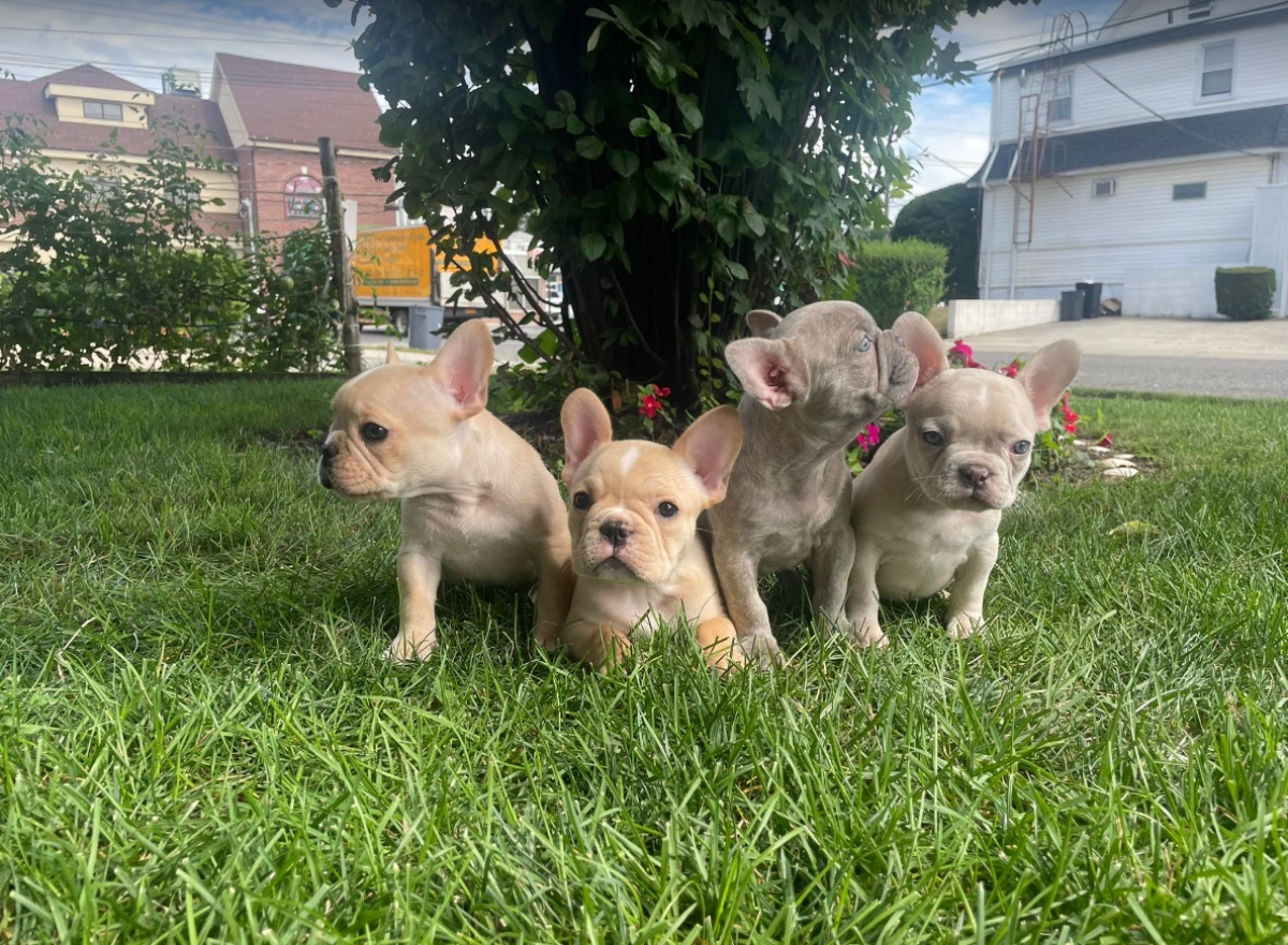 Sell Puppies Online 🐶 Puppies Near You for Sale Pawbe 🐾