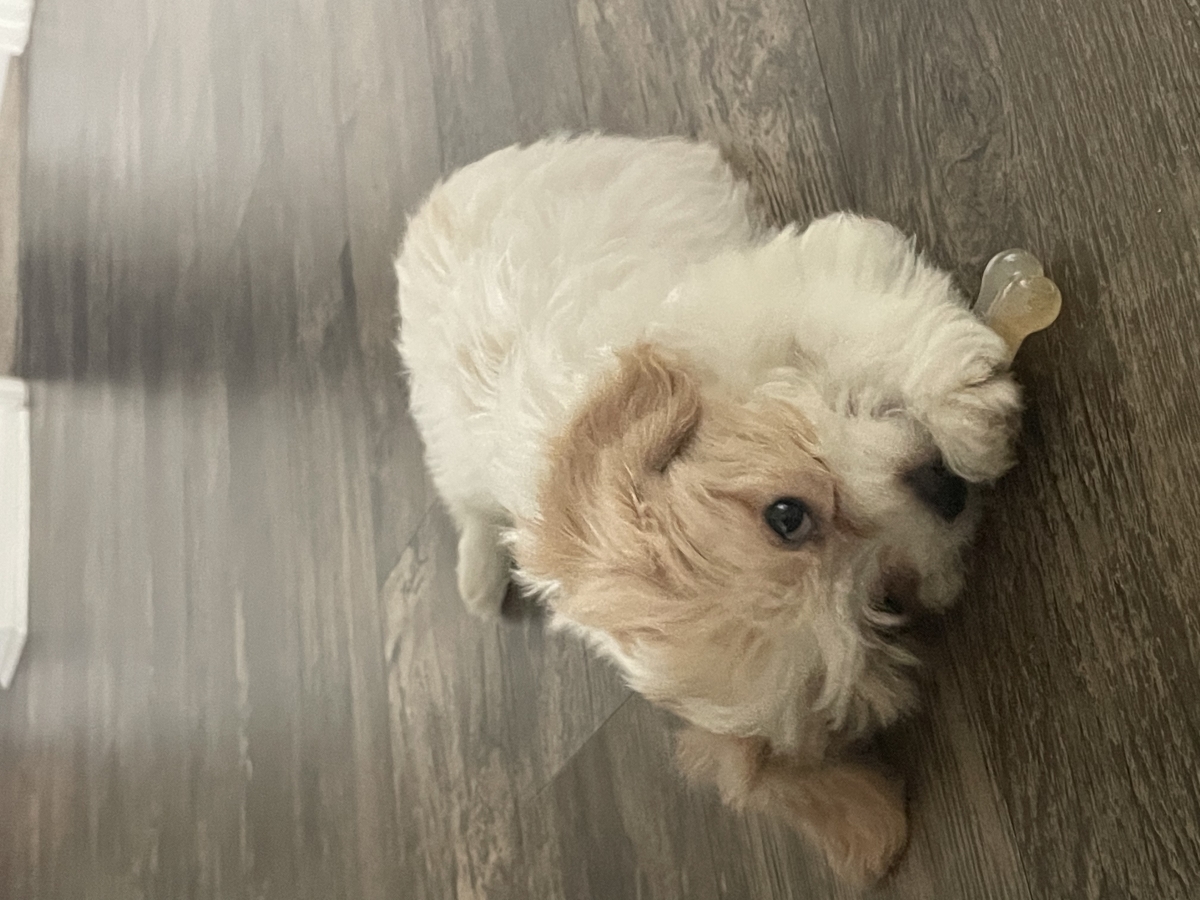 Sell Puppies Online 🐶 Puppies Near You for Sale Pawbe 🐾