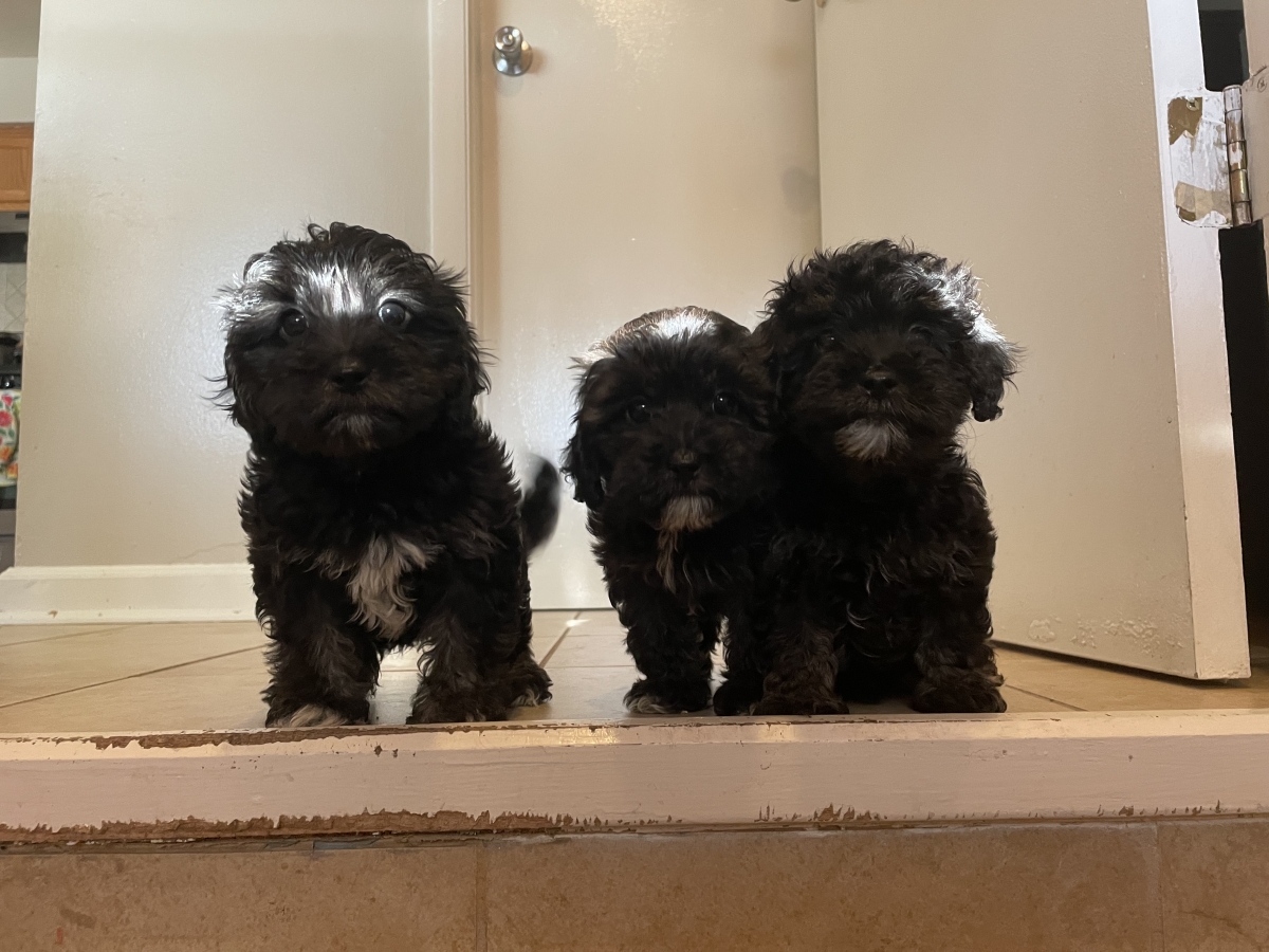 Sell Puppies Online 🐶 Puppies Near You for Sale Pawbe 🐾