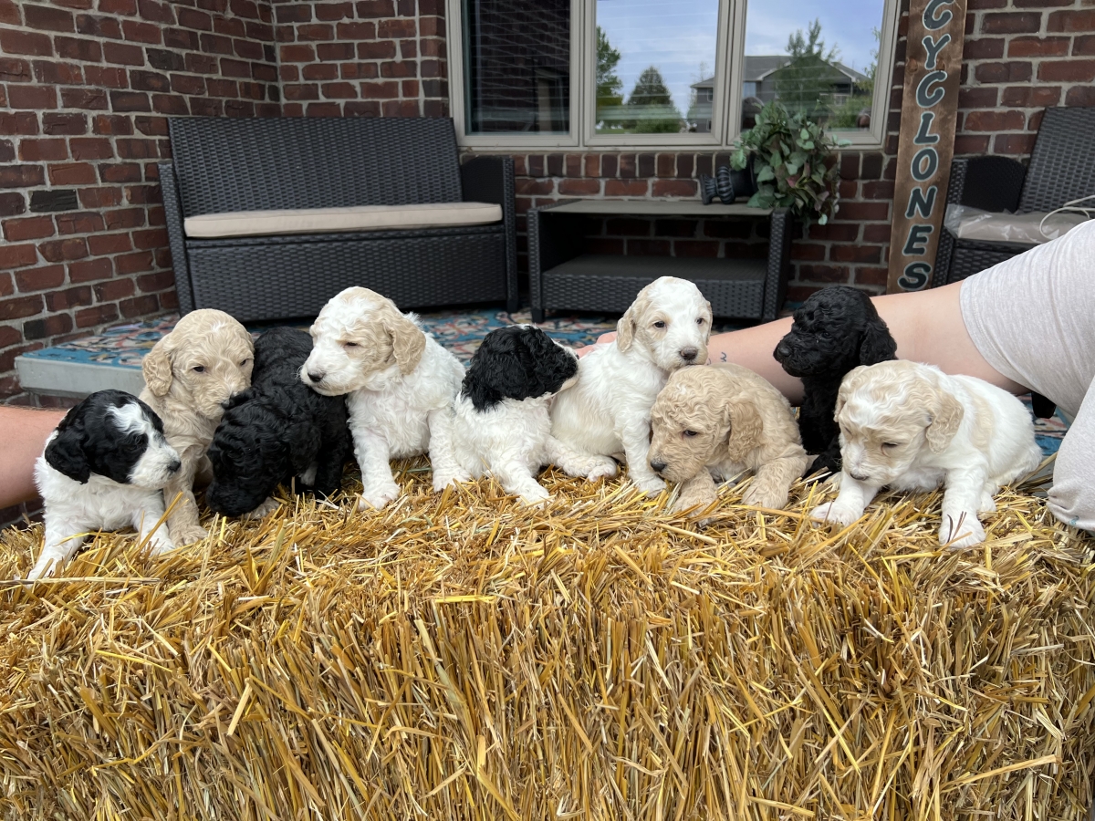 Sell Puppies Online 🐶 Puppies Near You for Sale Pawbe 🐾