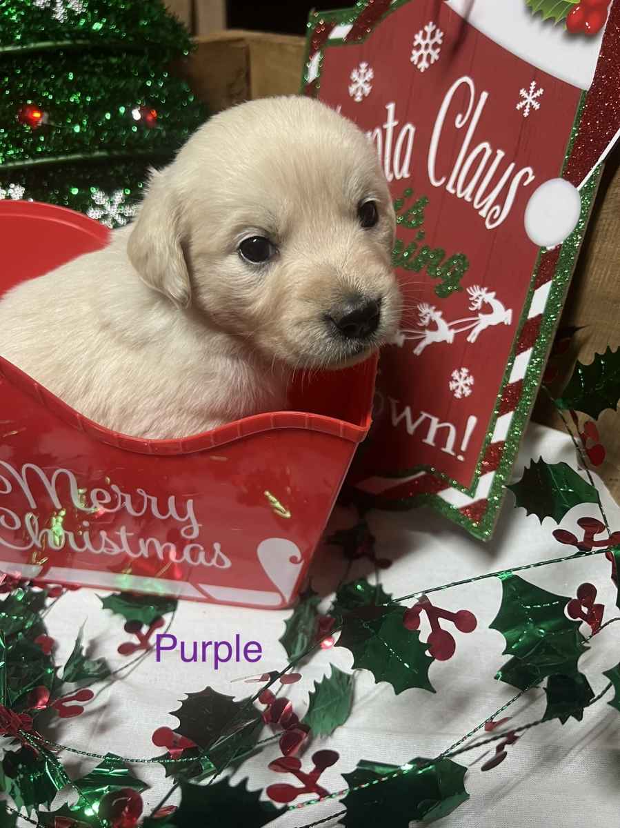 Sell Puppies Online 🐶 Puppies Near You for Sale Pawbe 🐾