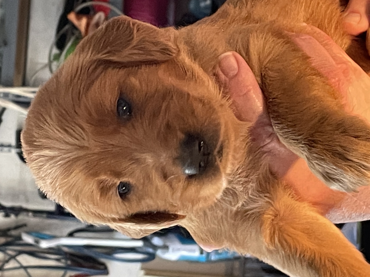 Sell Puppies Online 🐶 Puppies Near You for Sale Pawbe 🐾