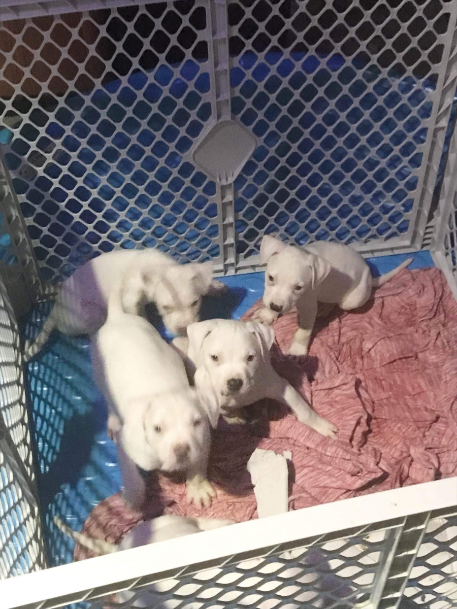 Sell Puppies Online 🐶 Puppies Near You for Sale Pawbe 🐾