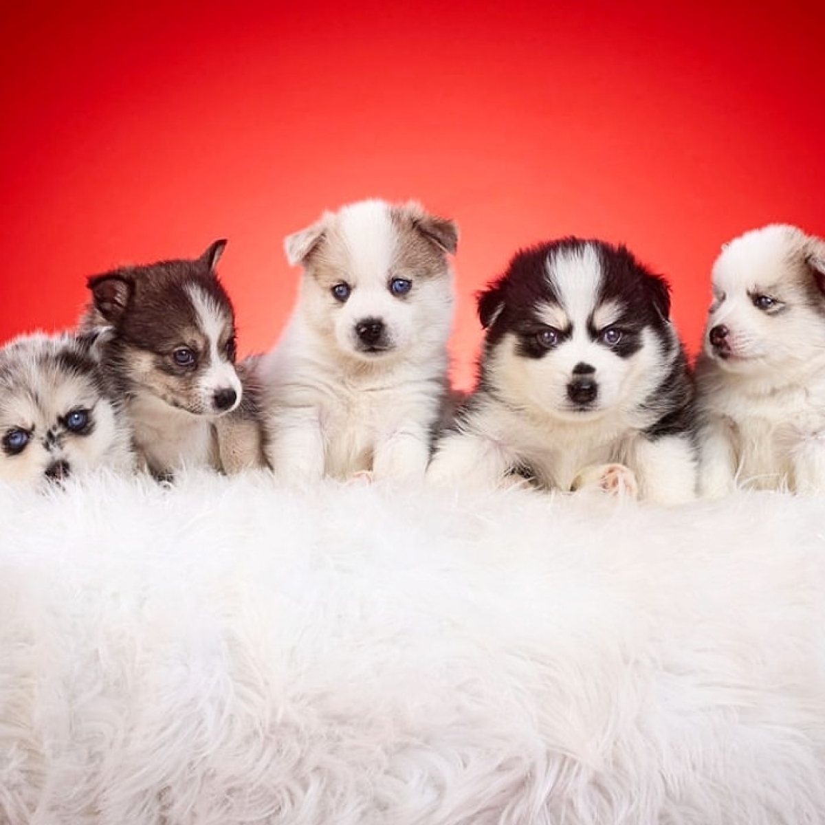 Sell Puppies Online 🐶 Puppies Near You for Sale Pawbe 🐾