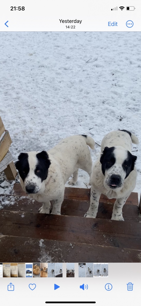 Sell Puppies Online 🐶 Puppies Near You for Sale Pawbe 🐾