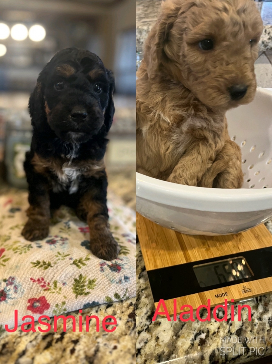 Sell Puppies Online 🐶 Puppies Near You for Sale Pawbe 🐾