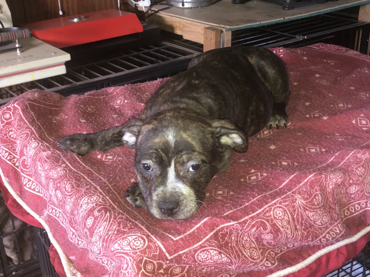 Sell Puppies Online 🐶 Puppies Near You for Sale Pawbe 🐾