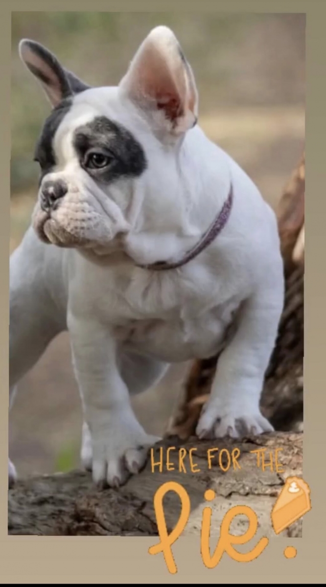 Sell Puppies Online 🐶 Puppies Near You for Sale Pawbe 🐾