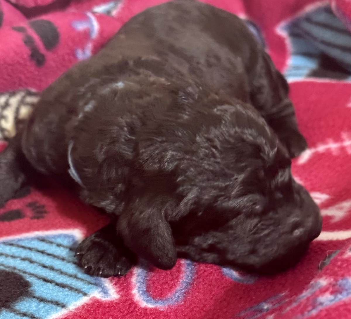 Sell Puppies Online 🐶 Puppies Near You for Sale Pawbe 🐾