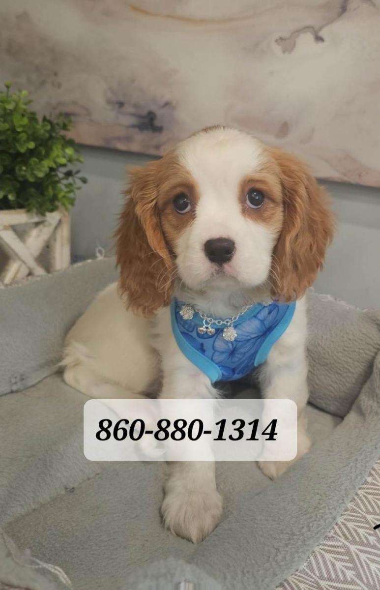 Sell Puppies Online 🐶 Puppies Near You for Sale Pawbe 🐾