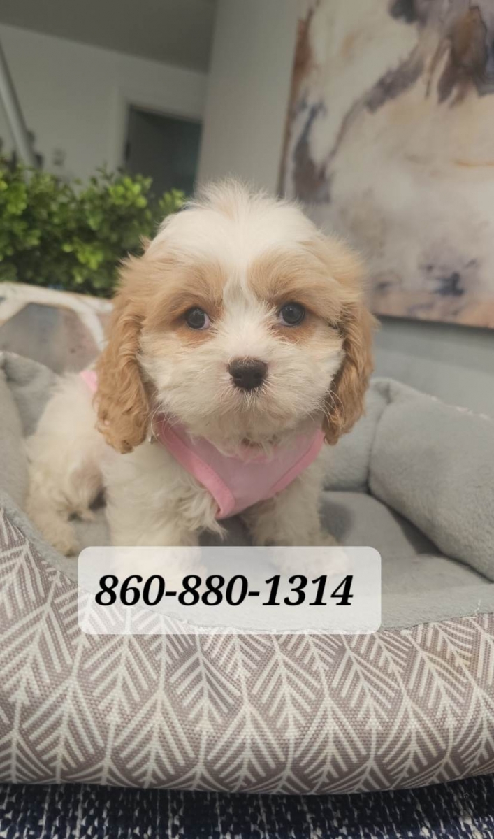 Sell Puppies Online 🐶 Puppies Near You for Sale Pawbe 🐾